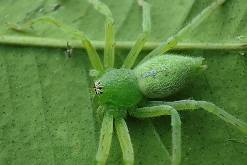 Grüne Huschspinne (Micrommata virescens)