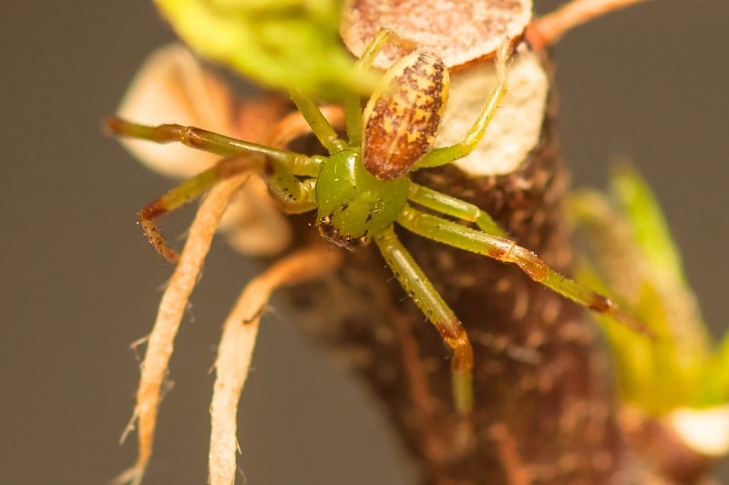 Grüne Krabbenspinne (Diaea dorsata)