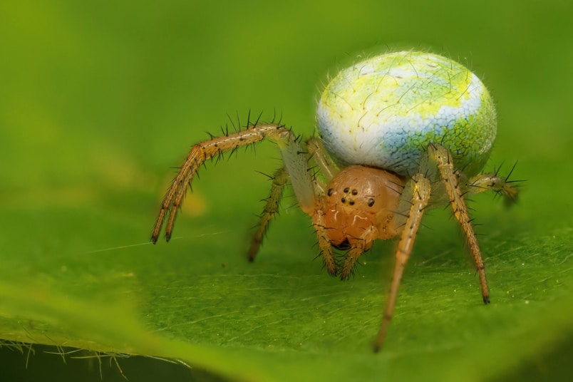 Grüne Kürbisspinne (Araniella curcurbitina)