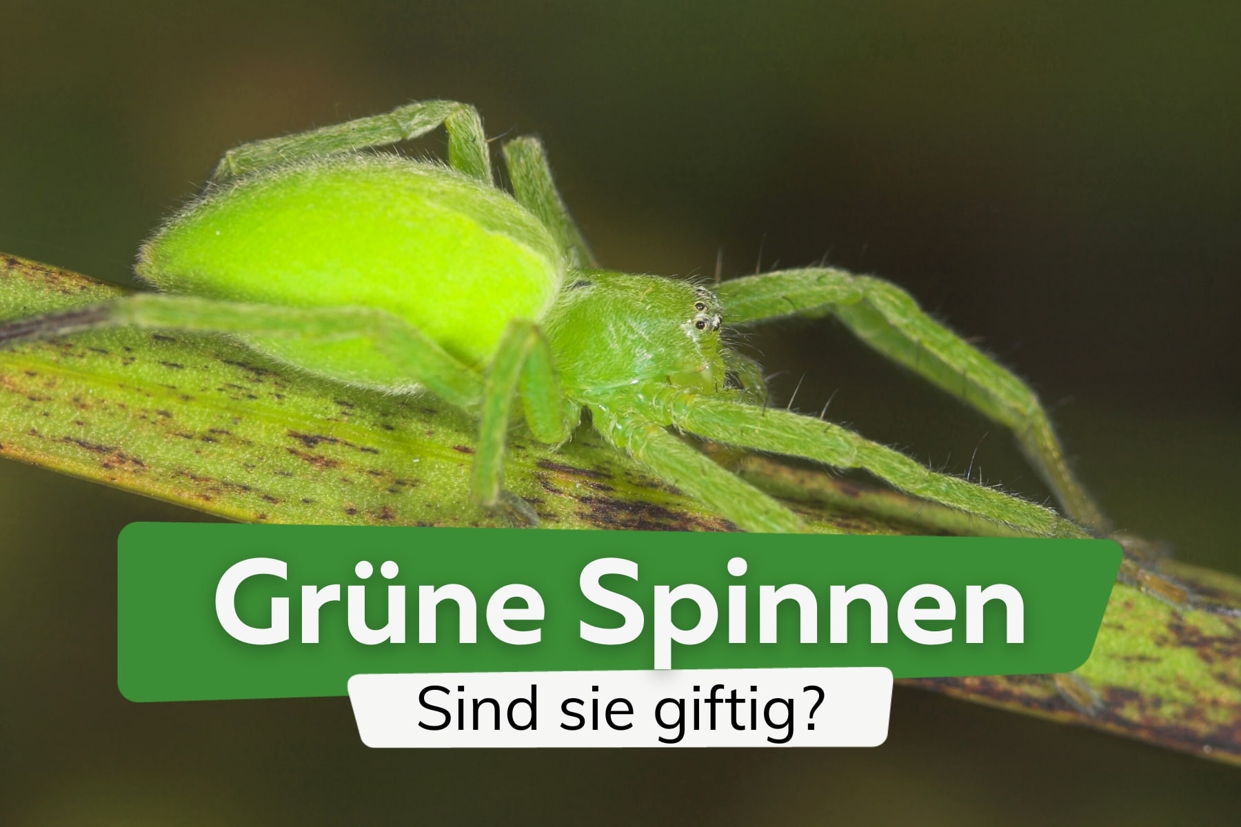 Grüne Spinne entdeckt: welche ist es? Ist sie giftig?