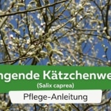 Hängende Kätzchenweide (Salix caprea)