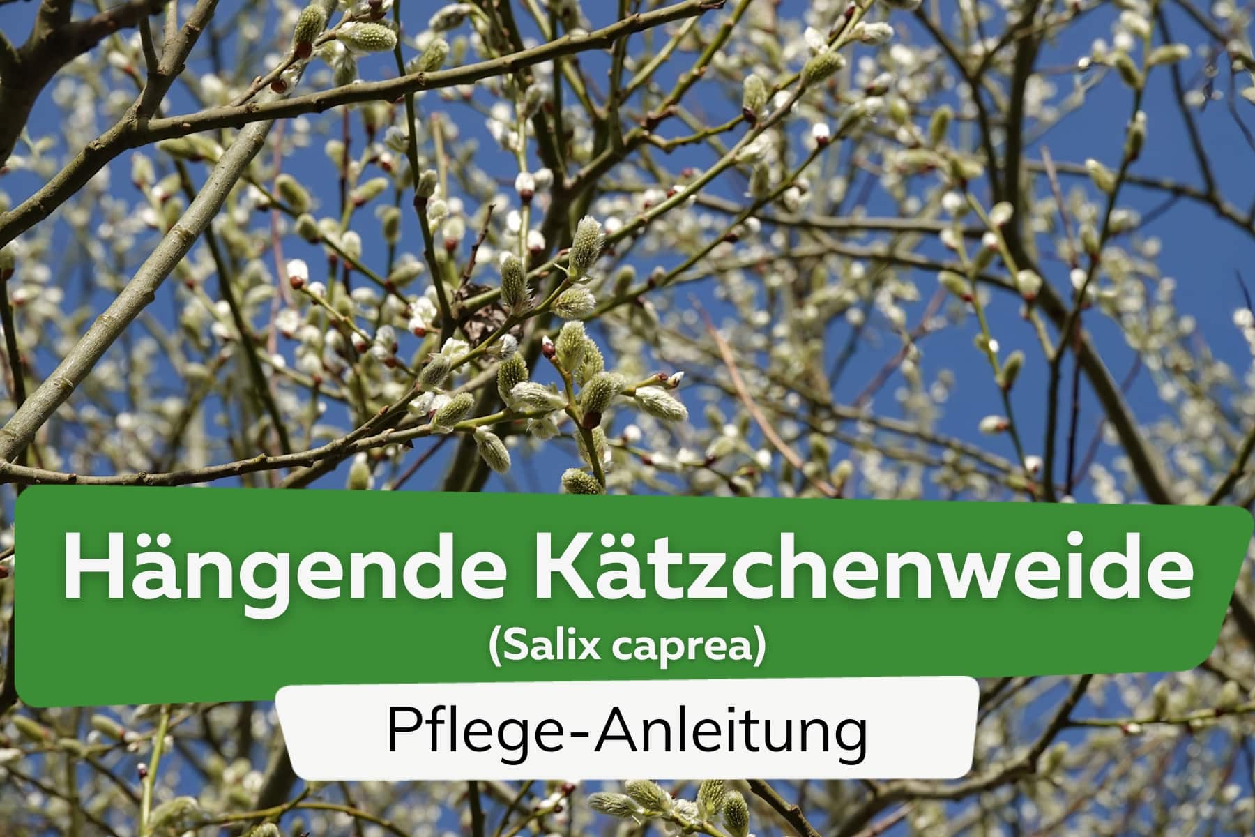 Hängende Kätzchenweide (Salix caprea)