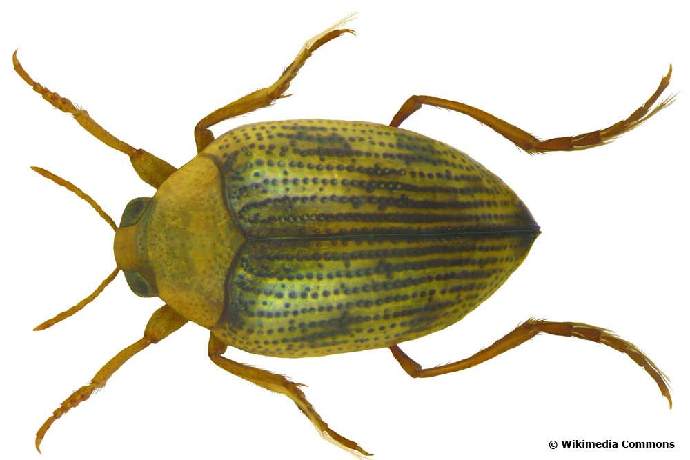 Haliplus ruficollis