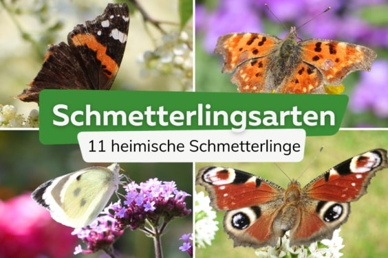 Schmetterlingsarten in Deutschland