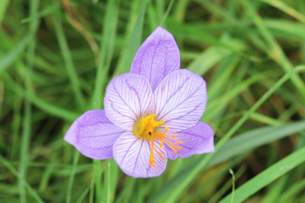 Herbstzeitlose - Colchicum autumnale