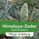 Himalaya-Zeder (Cedrus deodara)