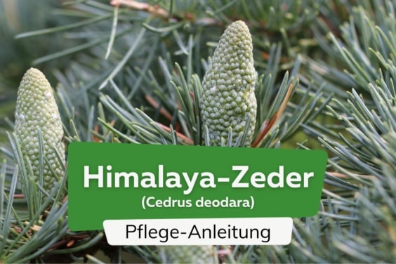 Himalaya-Zeder (Cedrus deodara)