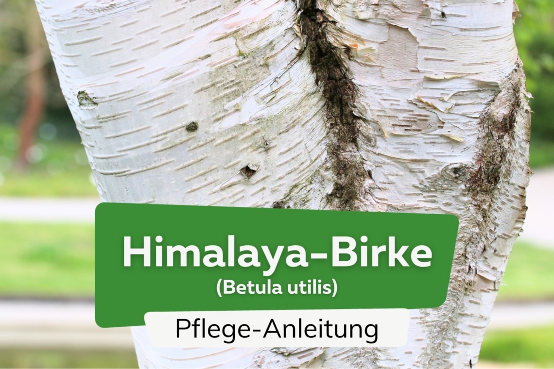 Himalayabirke (Betula utilis)