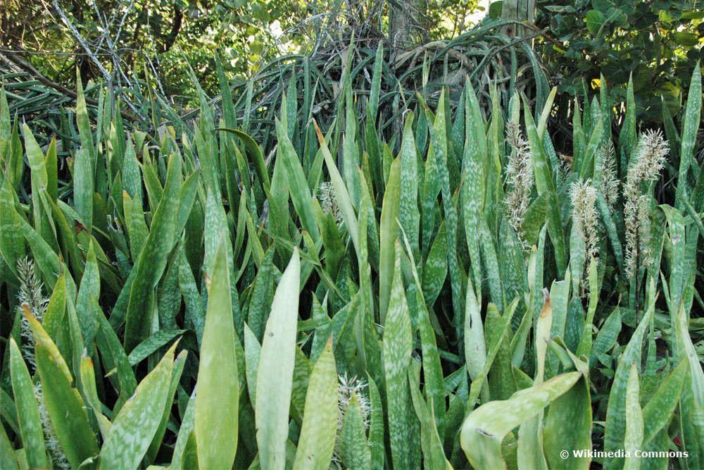 S. hyacinthoides