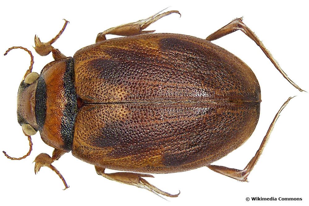 Hygrobia hermanni