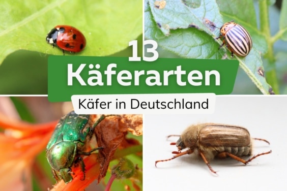 Käferarten in Deutschland: 13 Arten mit Bild