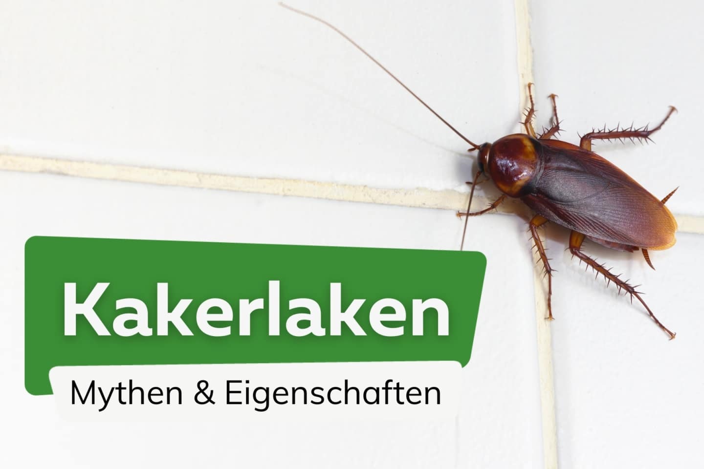 ungeziefer-im-bad-kleine-tierchen-k-fer-milben-co