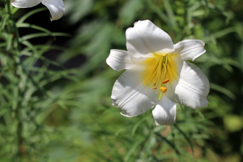 Lilium regale