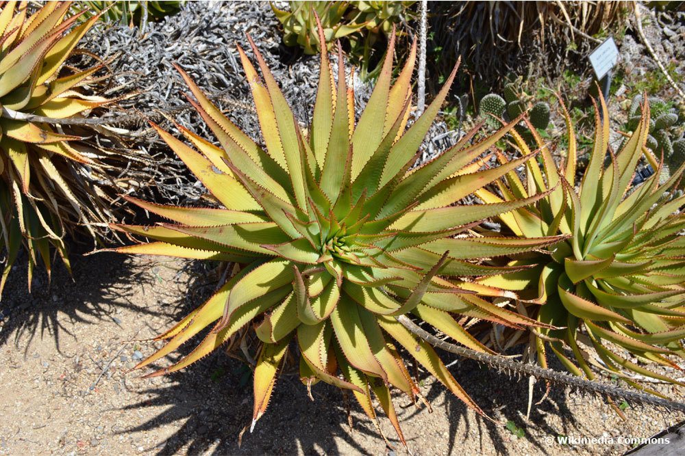 Aloe lineata