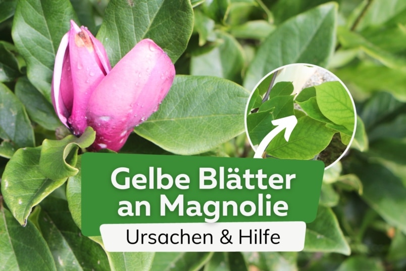 Gelbe Blätter an der Magnolie: Ursachen und Hilfe