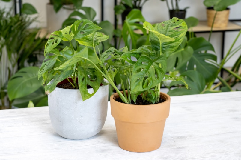 Monstera adansonii in zwei Töpfen