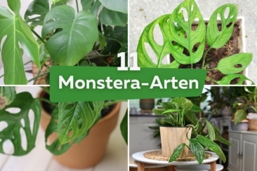 Monstera Arten: 11 schöne Fensterblätter