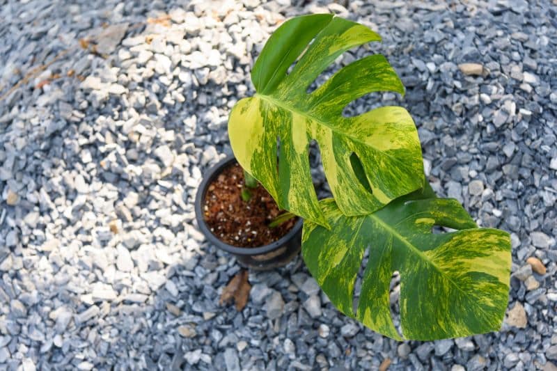 Monstera aurea variegata