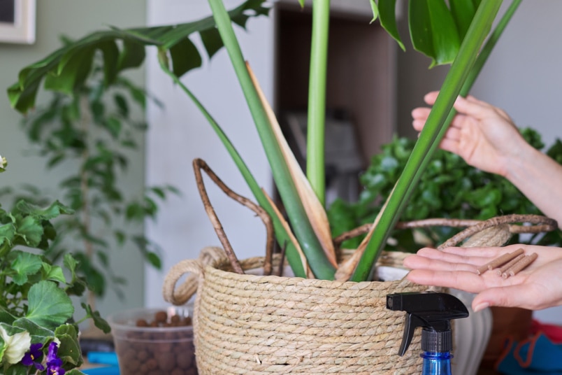 Frau düngt Monstera mit Düngestäbchen