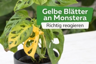 Monstera bekommt gelbe Bltter: was tun?