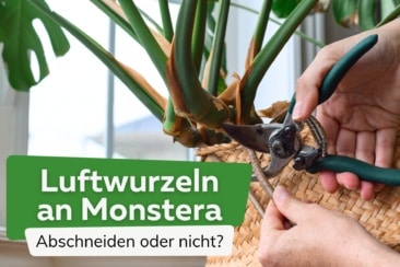 Monstera Luftwurzeln: Darf man sie abschneiden?