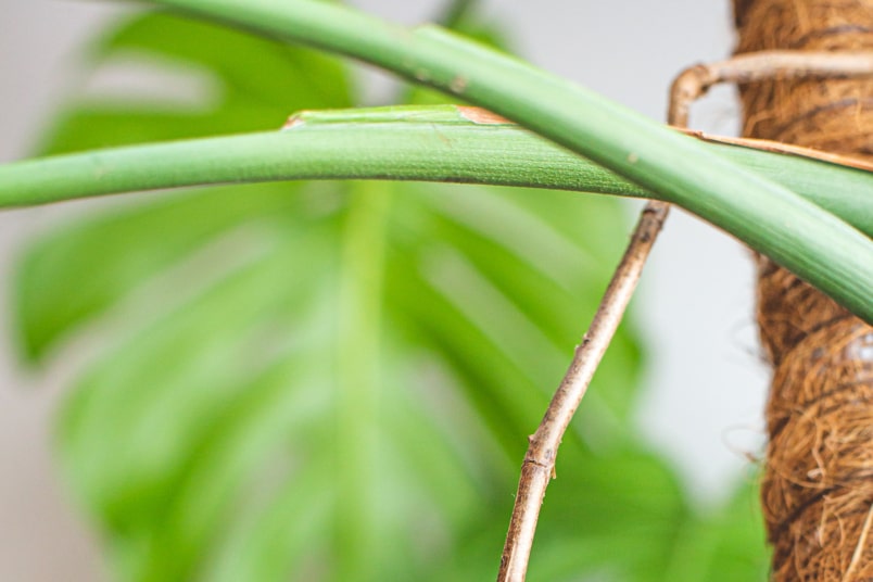 Monstera mit Luftwurzel und Rankhilfe