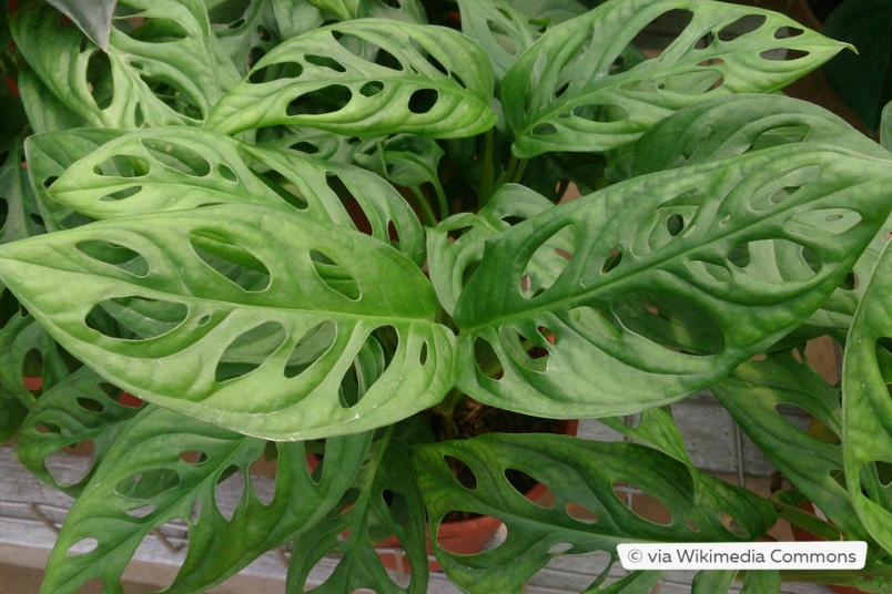 Monstera obliqua