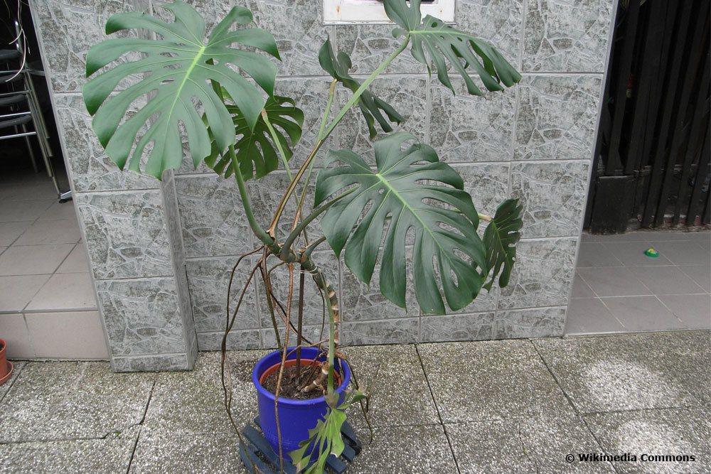 Monstera Luftwurzel