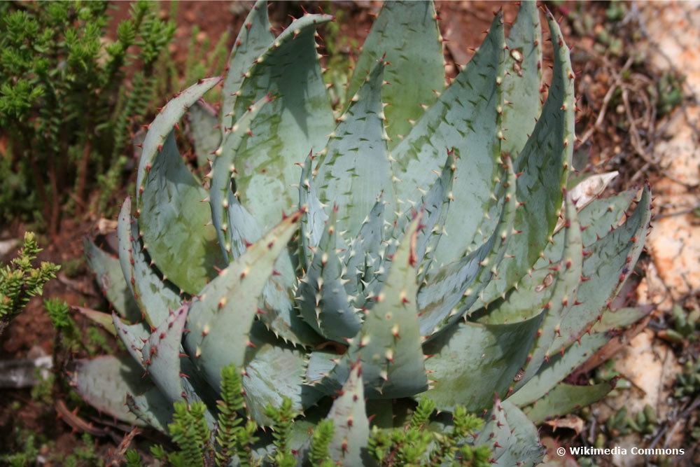 Aloe peglerae