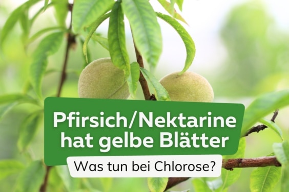 Nektarine und Pfirsich bekommt gelbe Blätter: was tun?