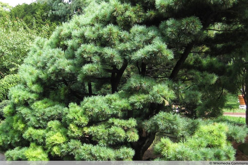 Pinus strobus 'Radiata'