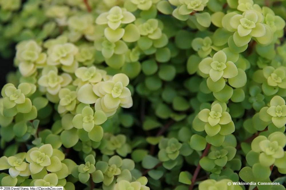 Sedum reflexum