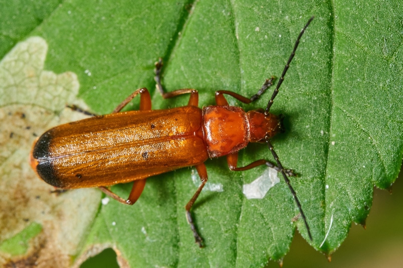 Roter Weichkäfer (Rhagonycha fulva)