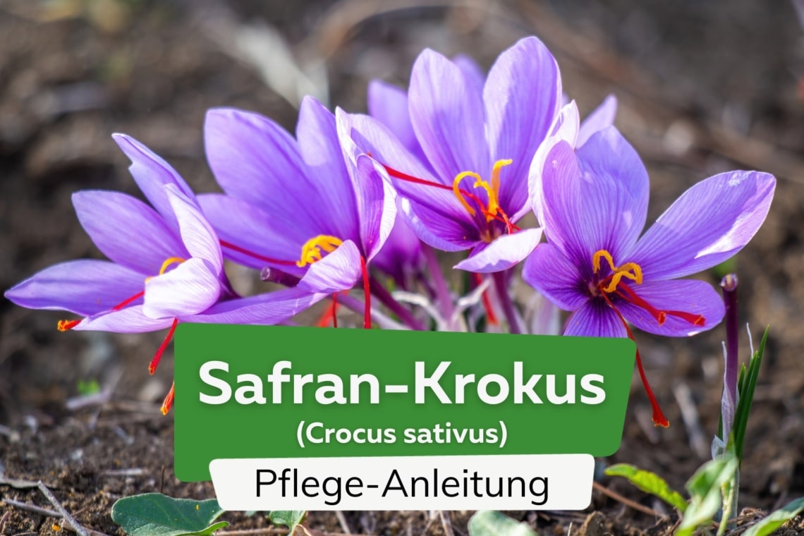 Safran-Krokus (Crocus sativus)