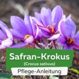 Safran-Krokus (Crocus sativus)