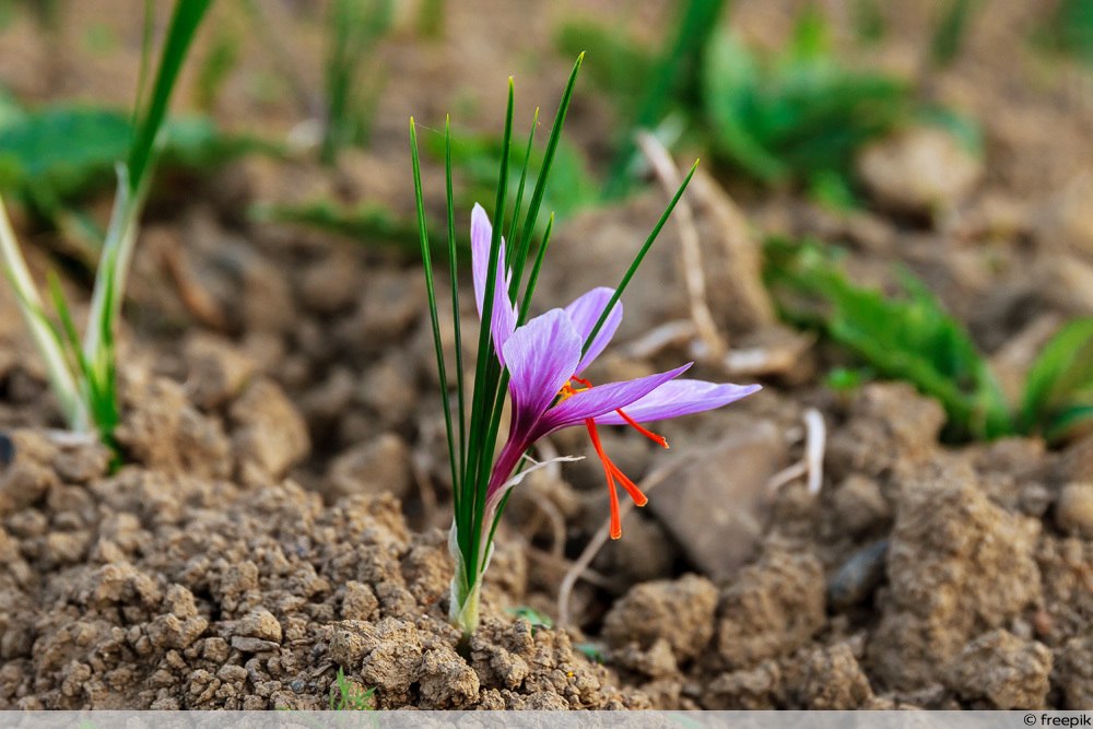 Safran-Krokus im Beet