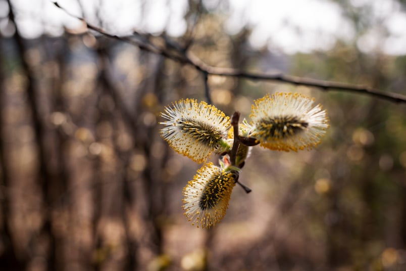 Sal-Weide (Salix caprea)