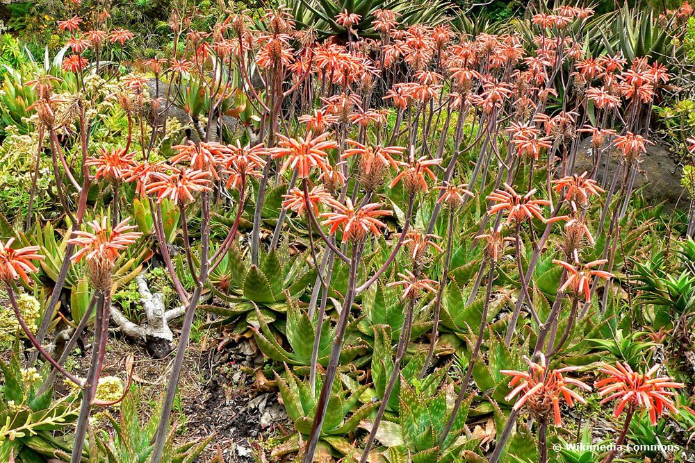 Aloe saponaria