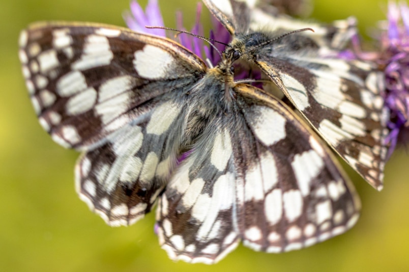 Schachbrett (Melanargia galathea)