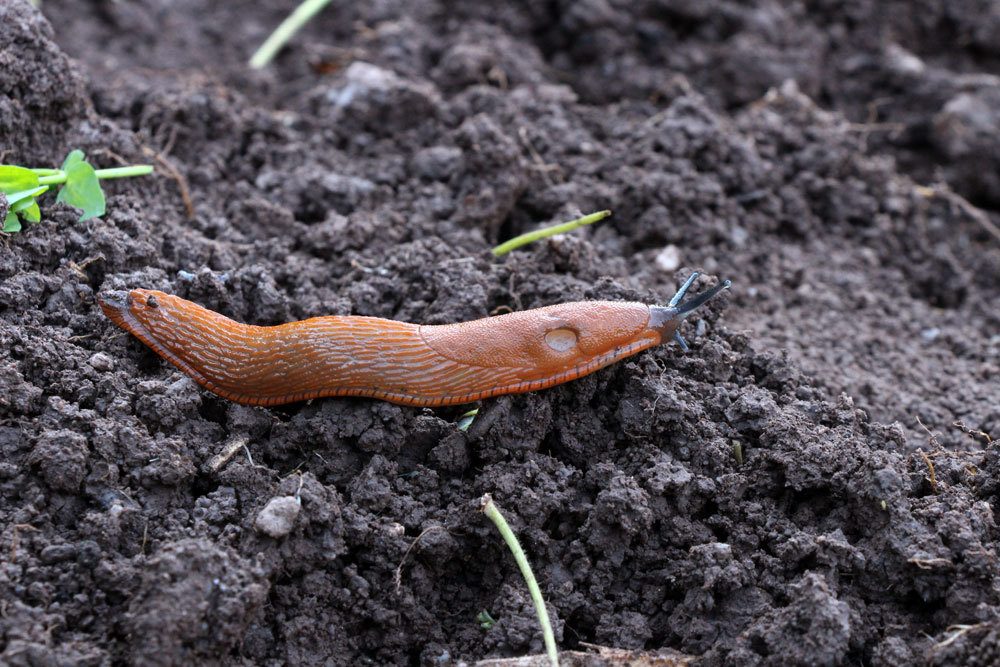 Schnecke