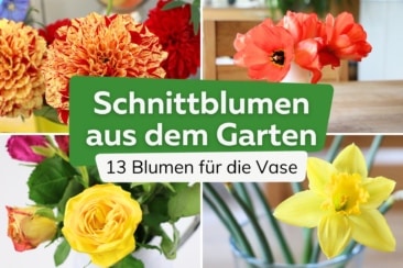 Schnittblumen aus dem Garten