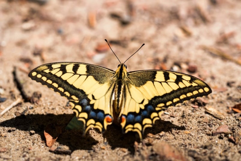 Schwalbenschwanz (Papilio machaon)