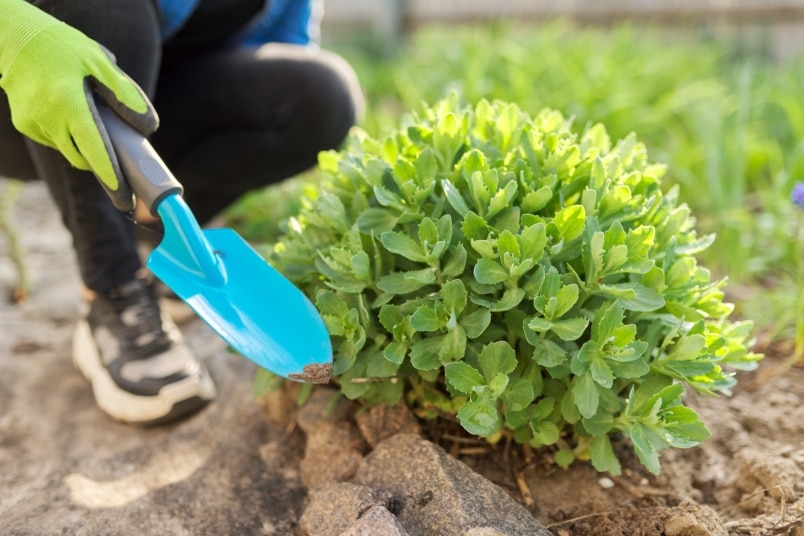 Sedum pflanzen