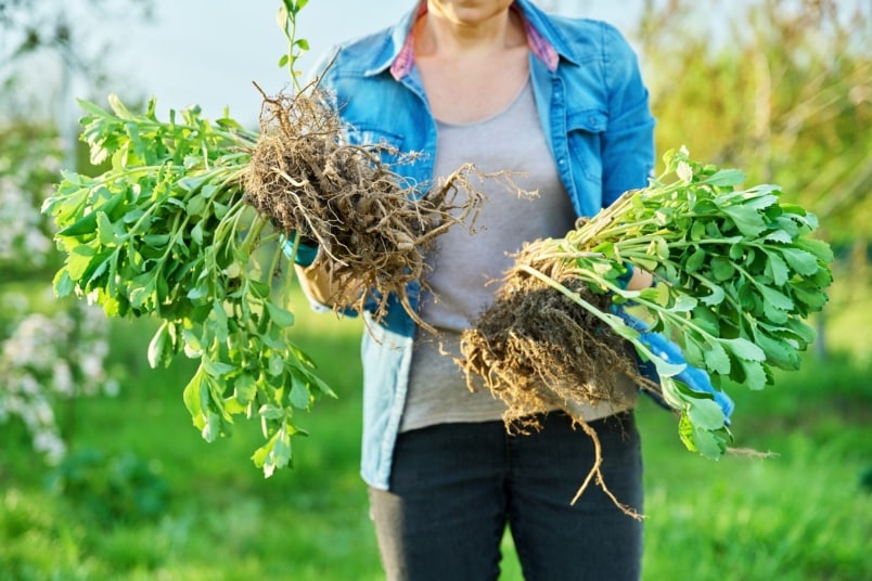 Frau hält geteilten Sedum-Wurzelballen in der Hand