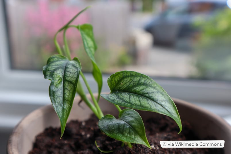 Silbernes Fensterblatt (Monstera Siltepecana)