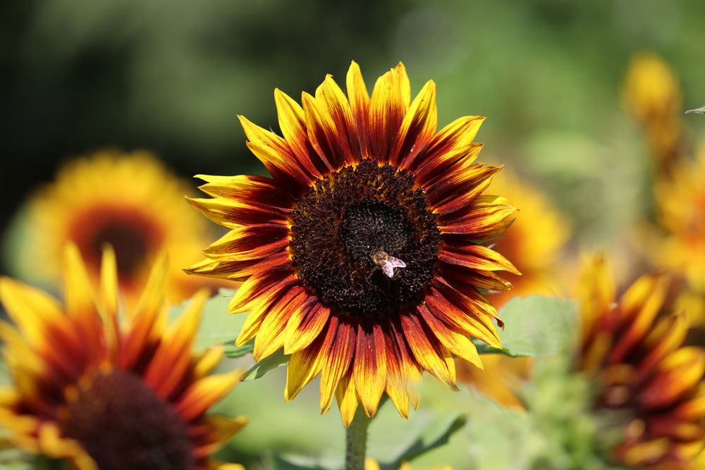 Helianthus annuus