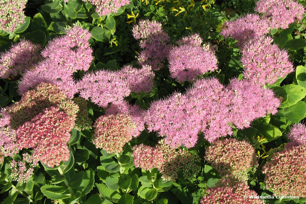 Sedum spectabile