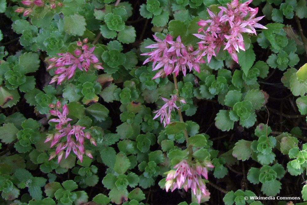 Sedum spurium