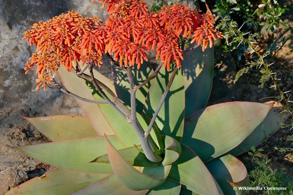 Aloe striata