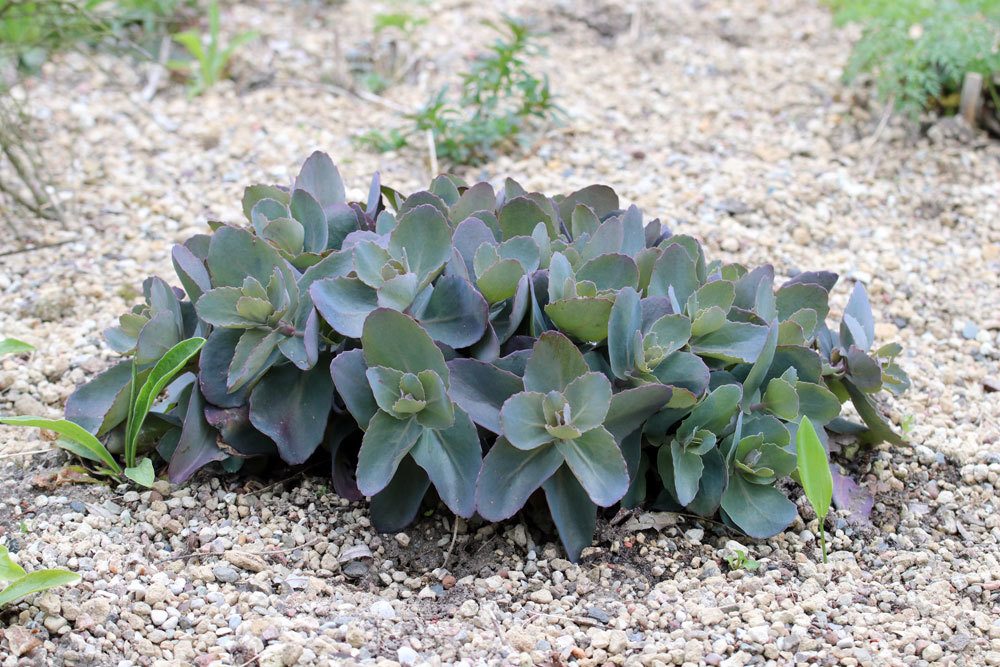 Sedum telephium